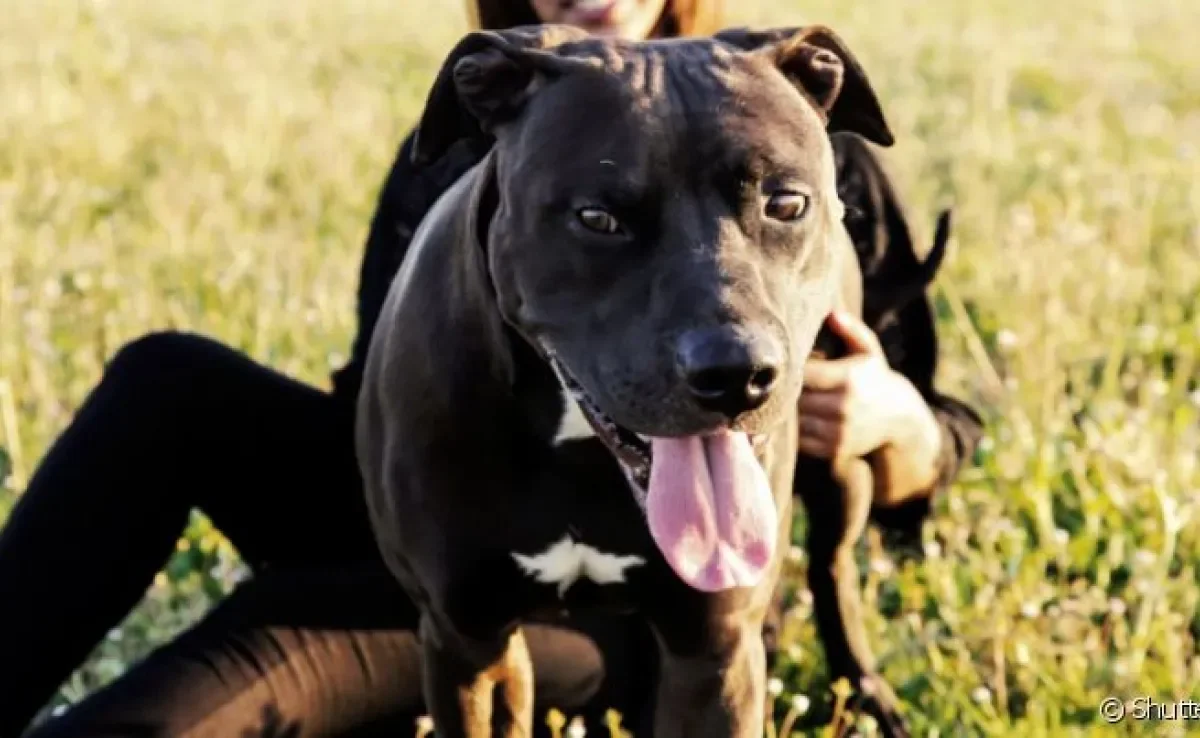 A relação do Pitbull com criança, adulto, idoso e até mesmo outros pets é marcada com amor