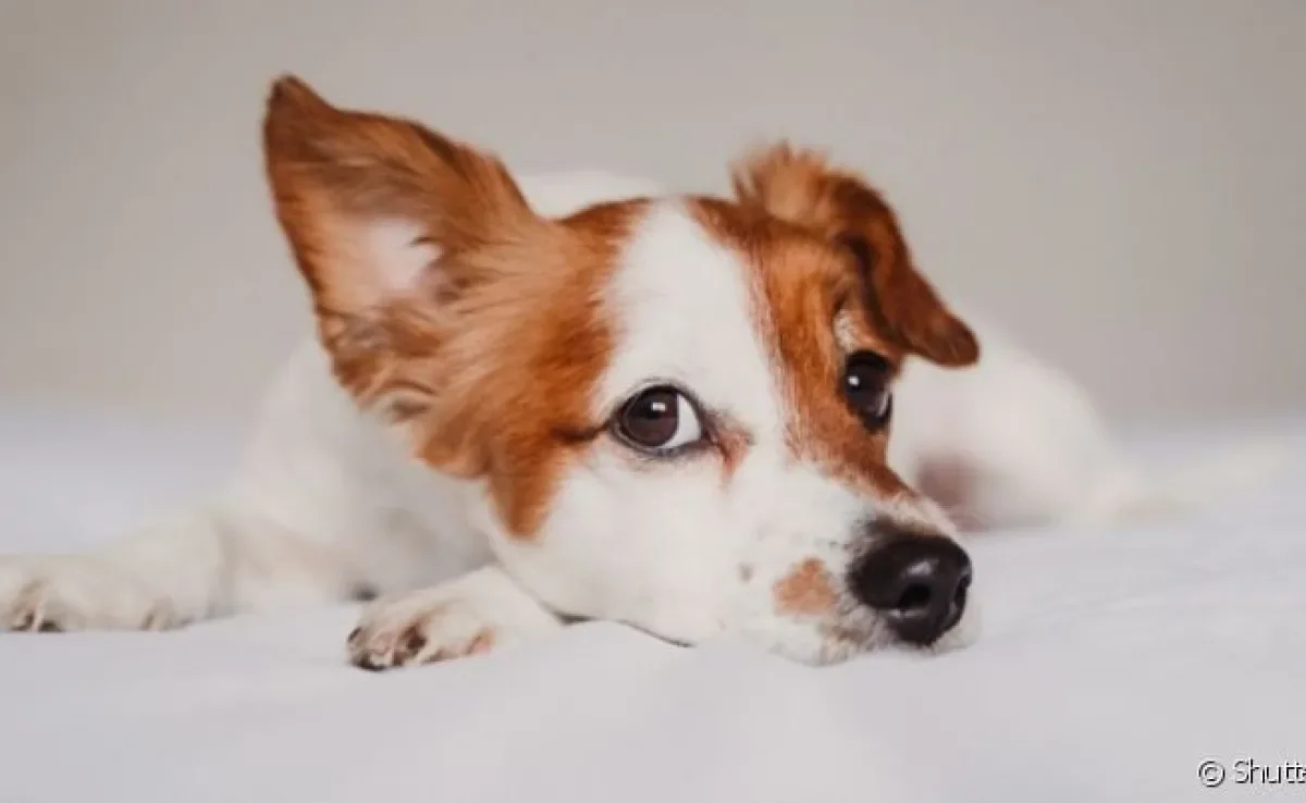  Será que o cachorro sente quando o dono vai morrer? Veja essa e outras curiosidades! 