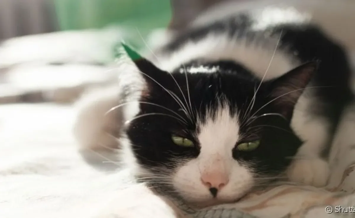 Algumas doenças de gato são bem perigosas e precisam de um olhar atento dos donos