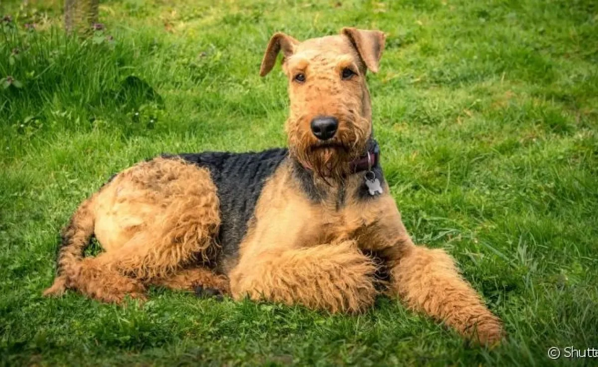 O Airedale Terrier é um cão de porte médio, pelos duros e um temperamento dócil com a família