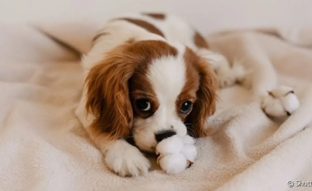  O algodão pode não ser a melhor opção proteger o ouvido de cachorro durante o banho.