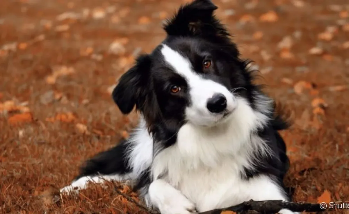 A bexiga de cachorro é o órgão responsável por armazenar a urina
