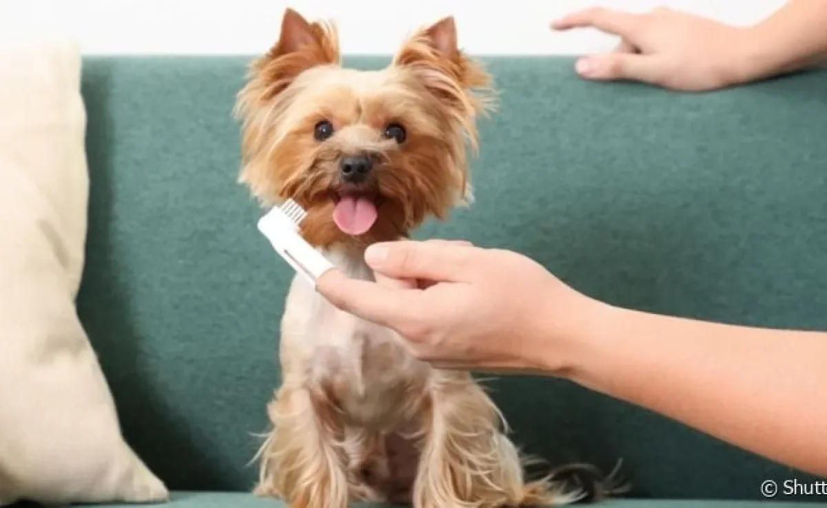  Afinal, o cachorro com mau hálito pode ser tratado somente com o spray bucal? 