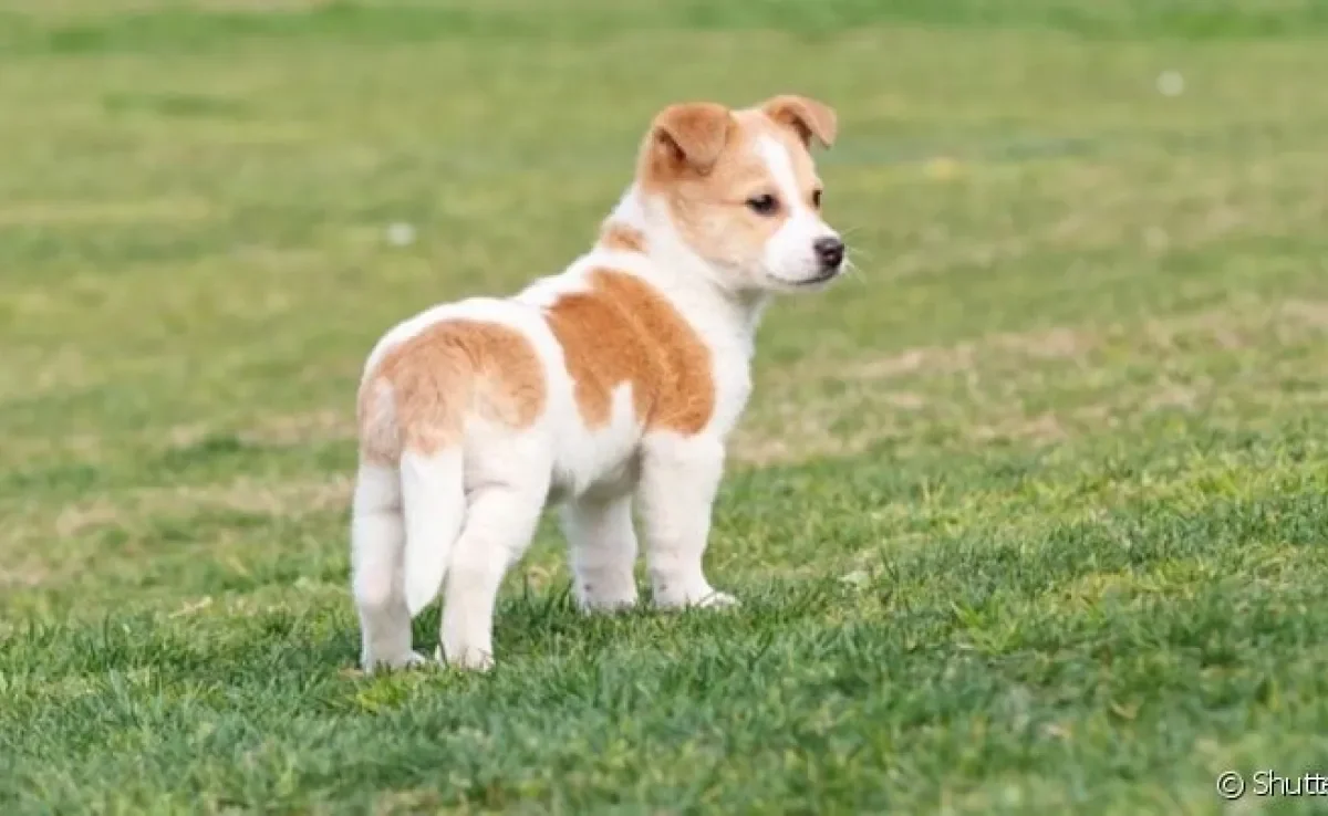 O cachorro com rabo entre as pernas pode indicar medo, insegurança, tristeza ou culpa