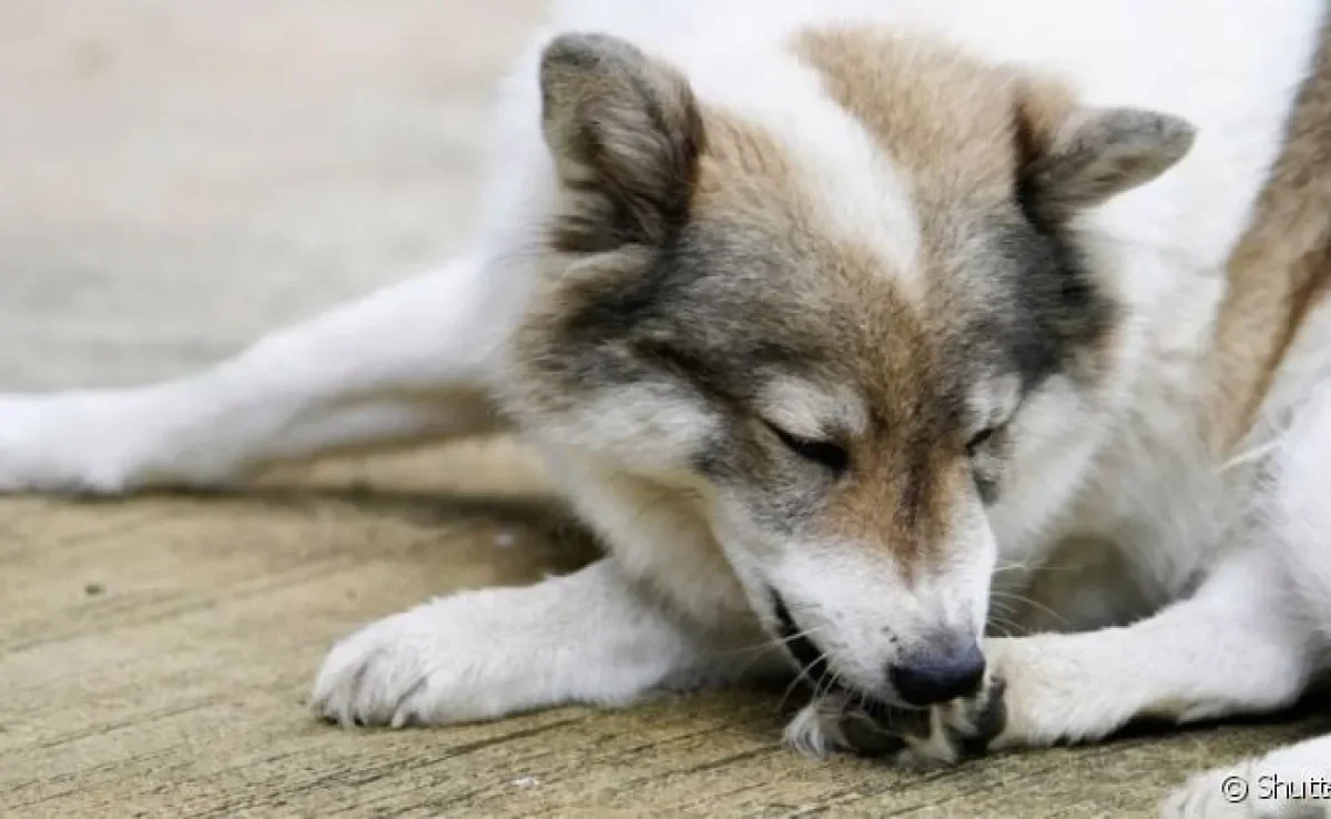 O cachorro lambendo muito a pata pode ter várias causas, inclusive emocional