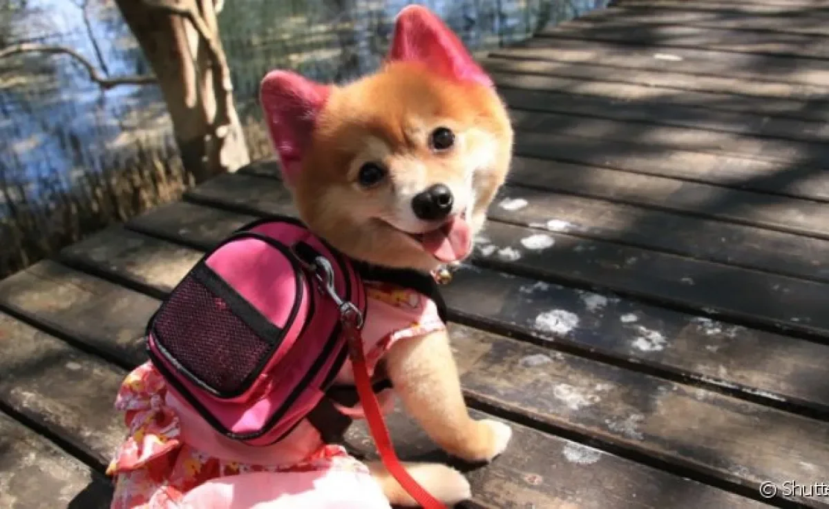 Mochila para cachorro? Esse acessório super estiloso é bem útil para o pet.