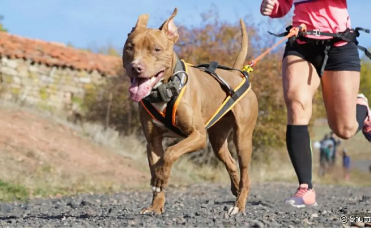  Conheça o Canicross, um esporte onde o tutor corre com o cachorro! 