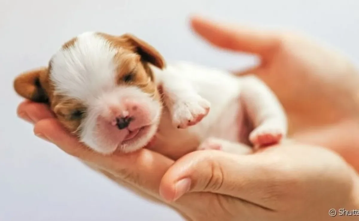  É importante não acelerar a abertura dos olhos do filhote de cachorro 