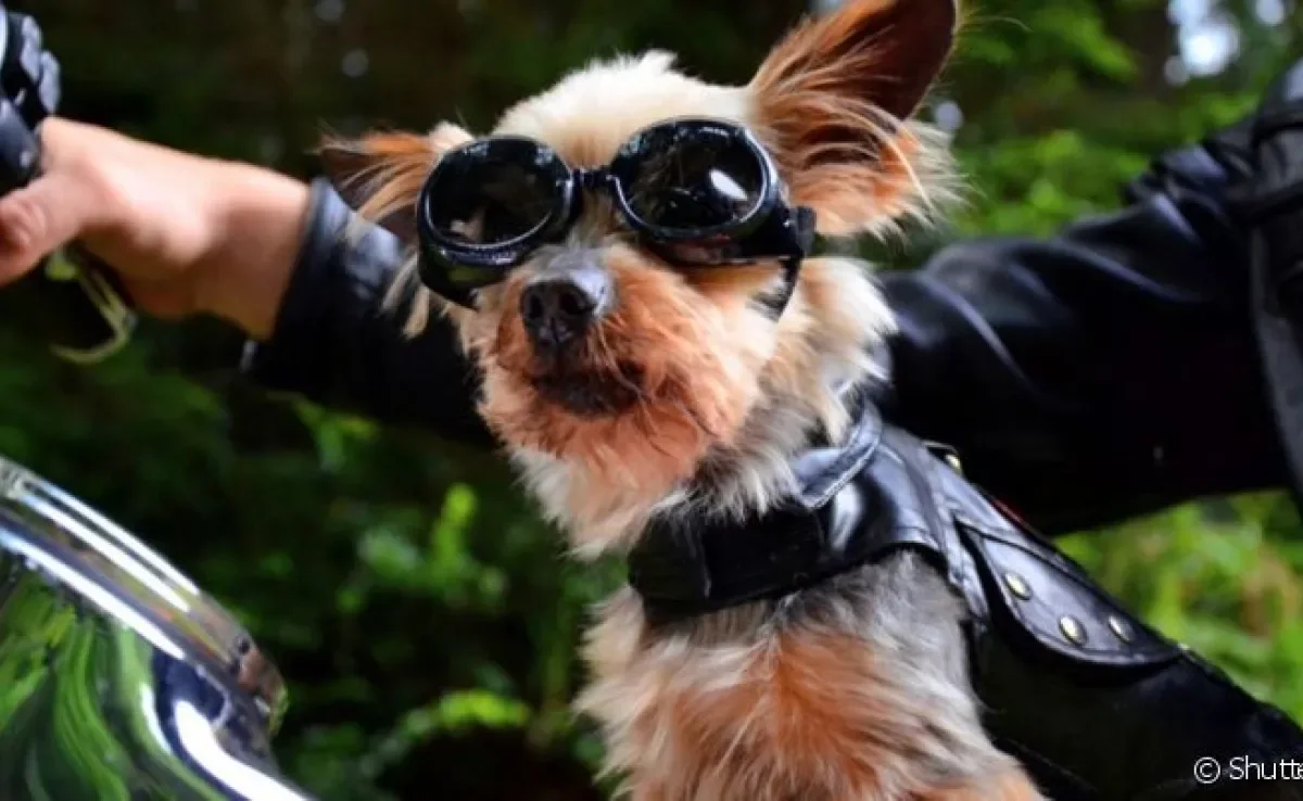 Cachorro na moto: prática não é recomendada, mas é importante saber quais os cuidados