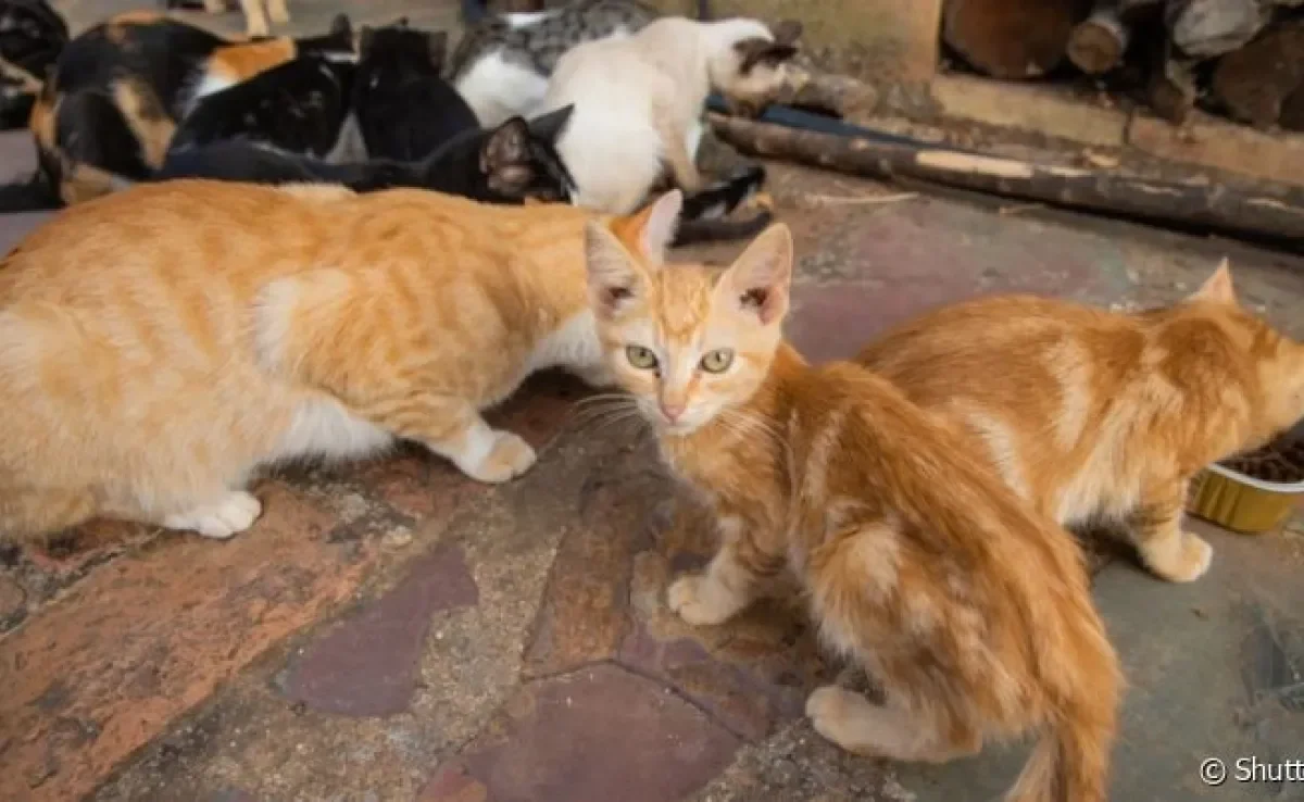  Colônia de gatos: um problema ambiental e de saúde pública