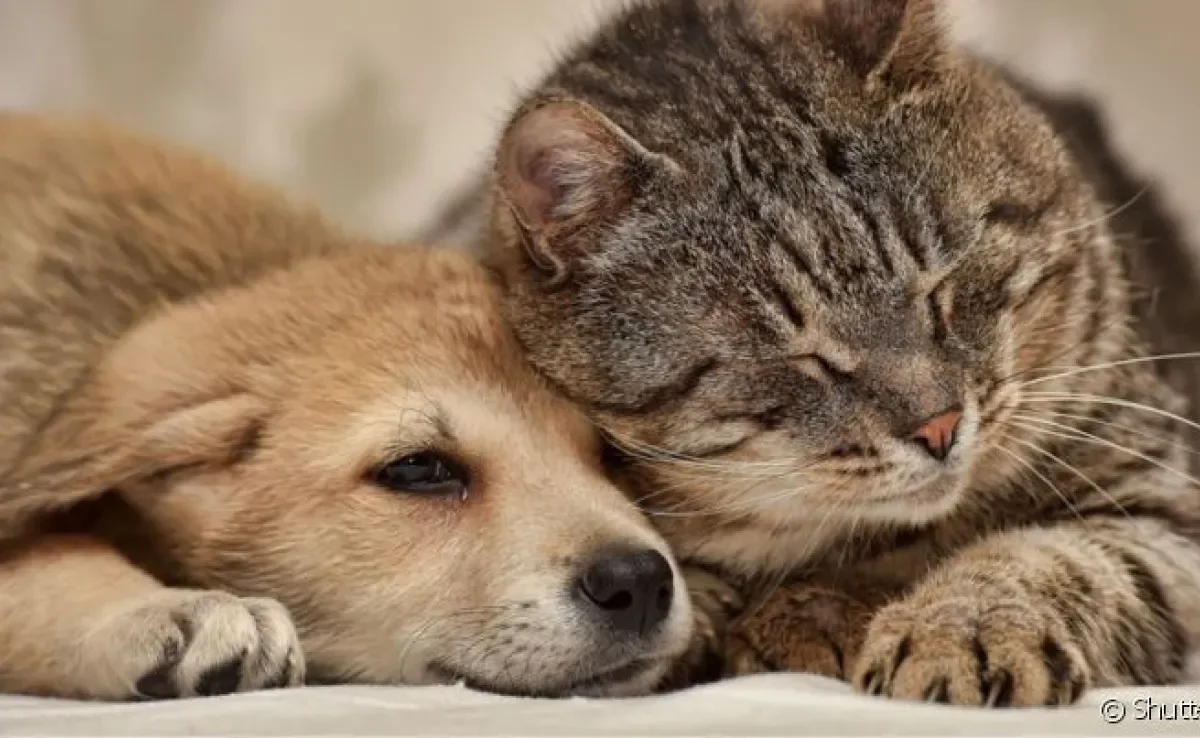 Ansiedade e depressão em cachorro e gato são doenças que afetam toda a vida do animal