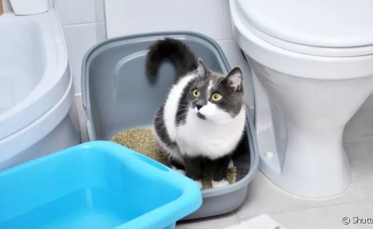  A desobstrução em gatos pode ser recomendada em alguns problemas no sistema urinário