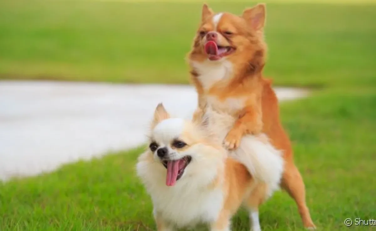  Espermatozóide de cachorro: há milhares no sêmen canino.