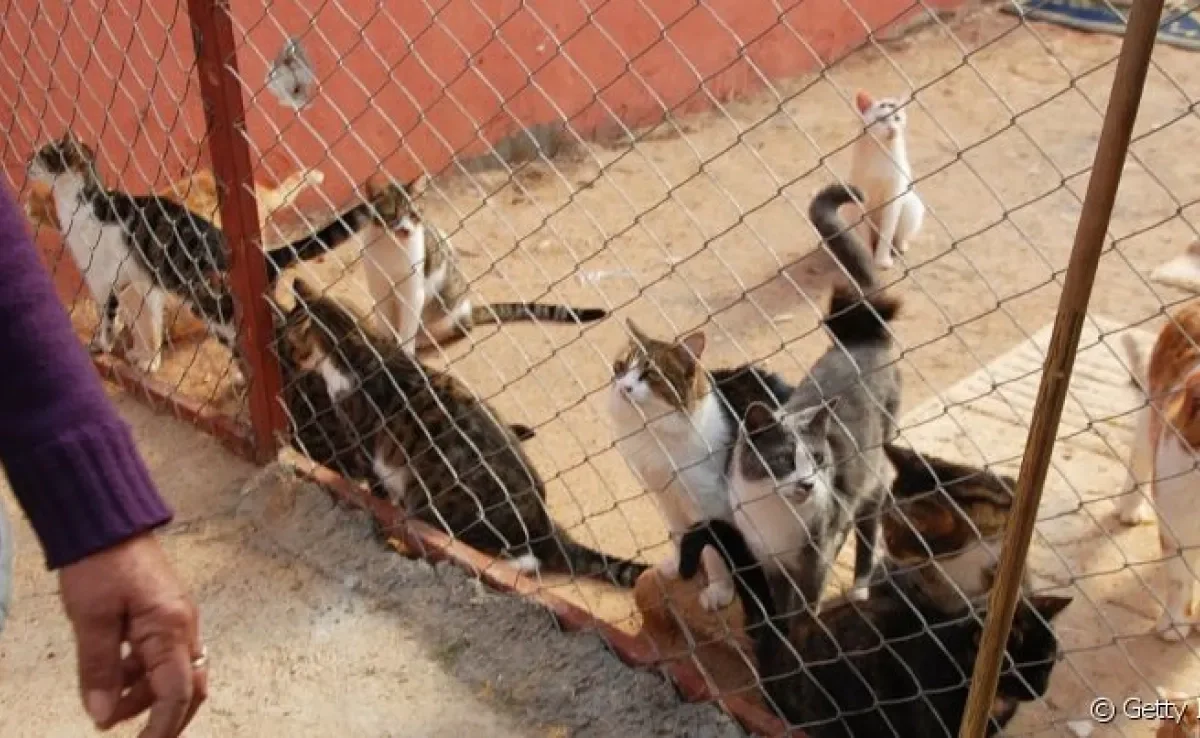 Os gateiros têm mostrado para o mundo como os bichanos podem ser companheiros incríveis