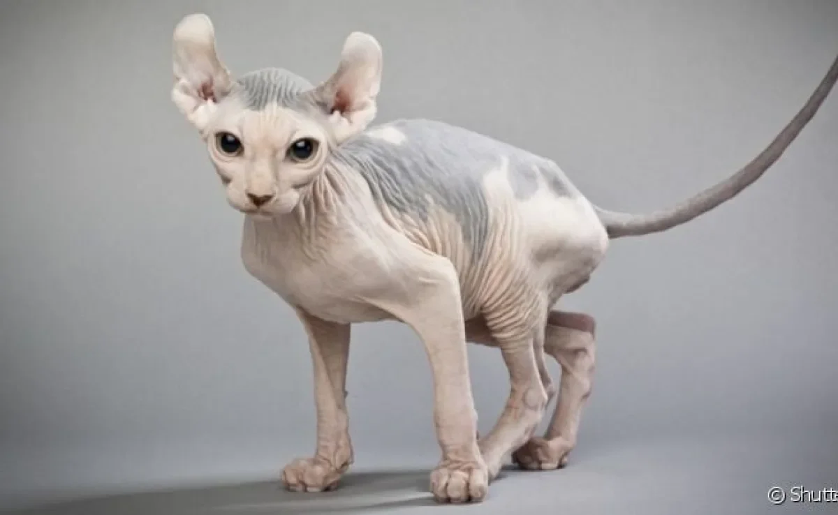 O gato Elfo lembra bastante o Sphynx, principalmente por causa da ausência de pelos