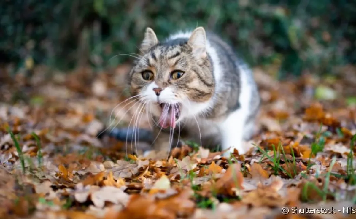 Gato engasgado pode ficar bastante estressado também. Veja como ajudar o seu pet a sair dessa!