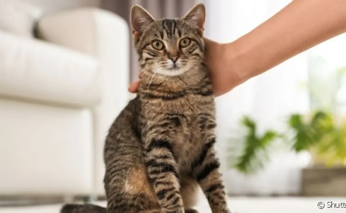 Afinal, gato malhado é uma raça? Descubra isso e muito mais sobre esse felino nessa matéria do Patas da Casa!