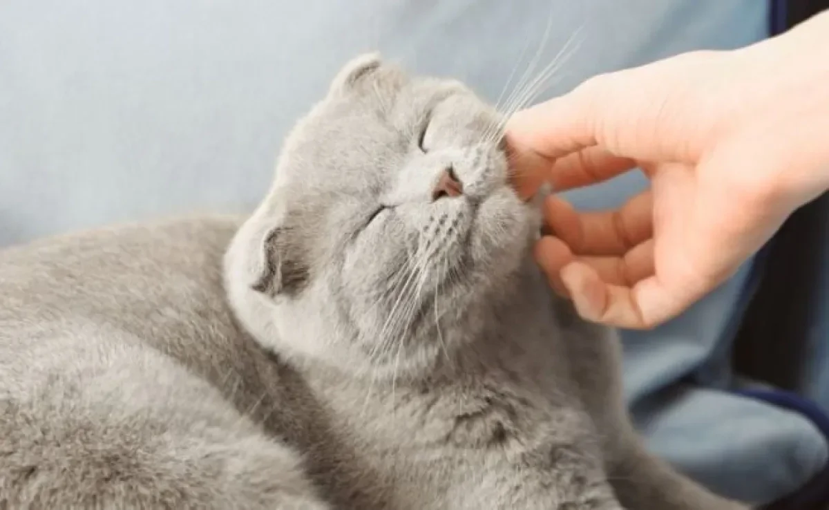 O gato ronronando faz um barulho fofinho e que ajuda até mesmo a acalmar o dono