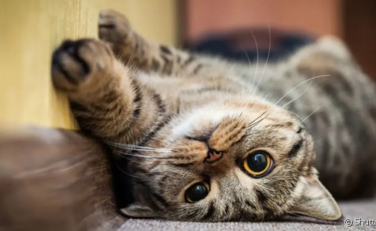Afinal, a culpa faz parte dos sentimento dos gatos? Descubra nessa matéria!