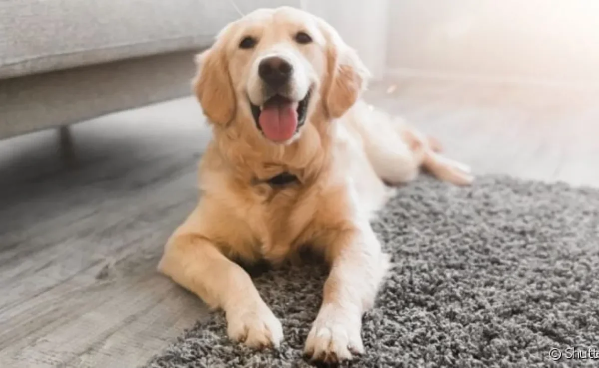 O Golden Retriever é bom para apartamento e pode ser uma ótima companhia