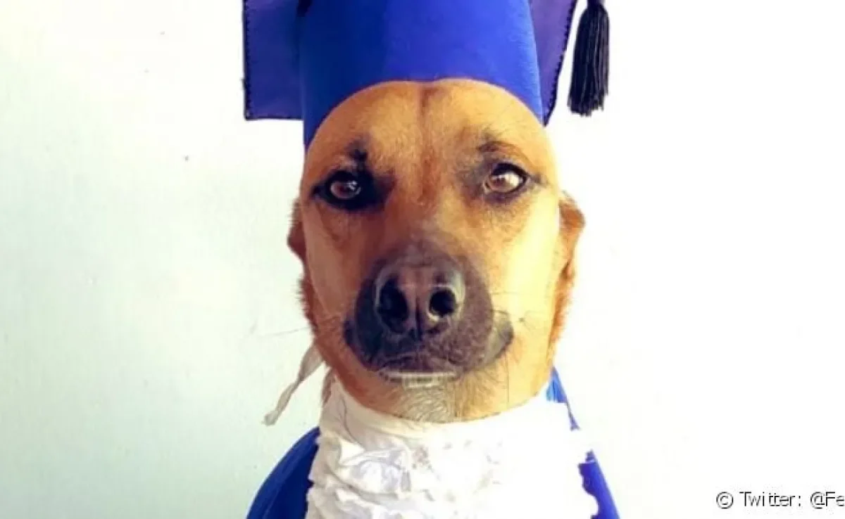 Creche para cachorro pode reprovar os aulunos? Conheça a história de Bob Fernandes e de outros doguinhos reprovados