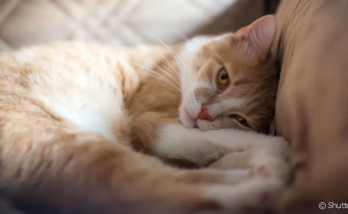 A insuficiência renal em gatos pode deixar o pet muito frágil nos estágios finais da doença