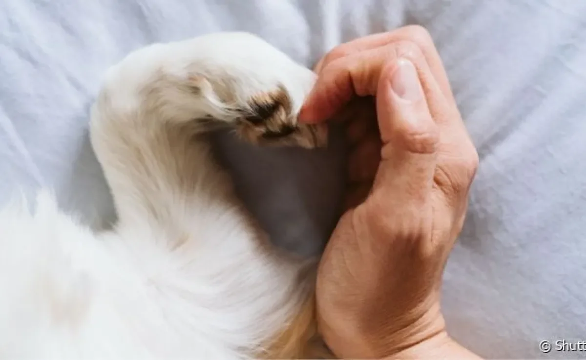 O luto animal é um processo difícil que todo tutor passa quando seu cachorro morre
