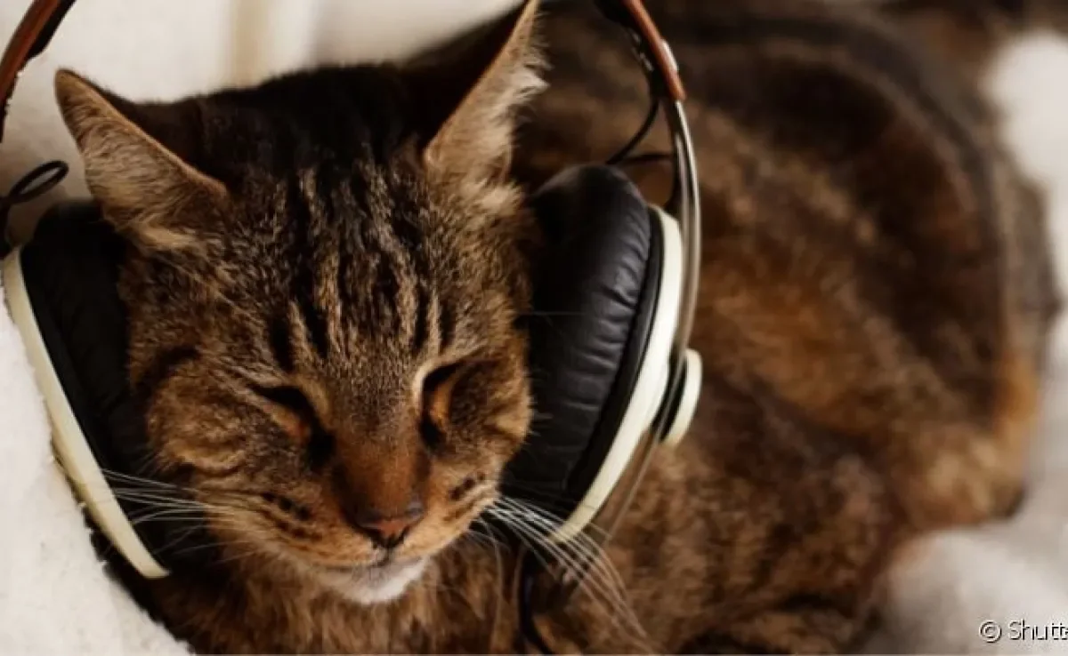  Qual o estilo de música para gato dormir? Descubra o som ideal para deixar o gato relaxado!