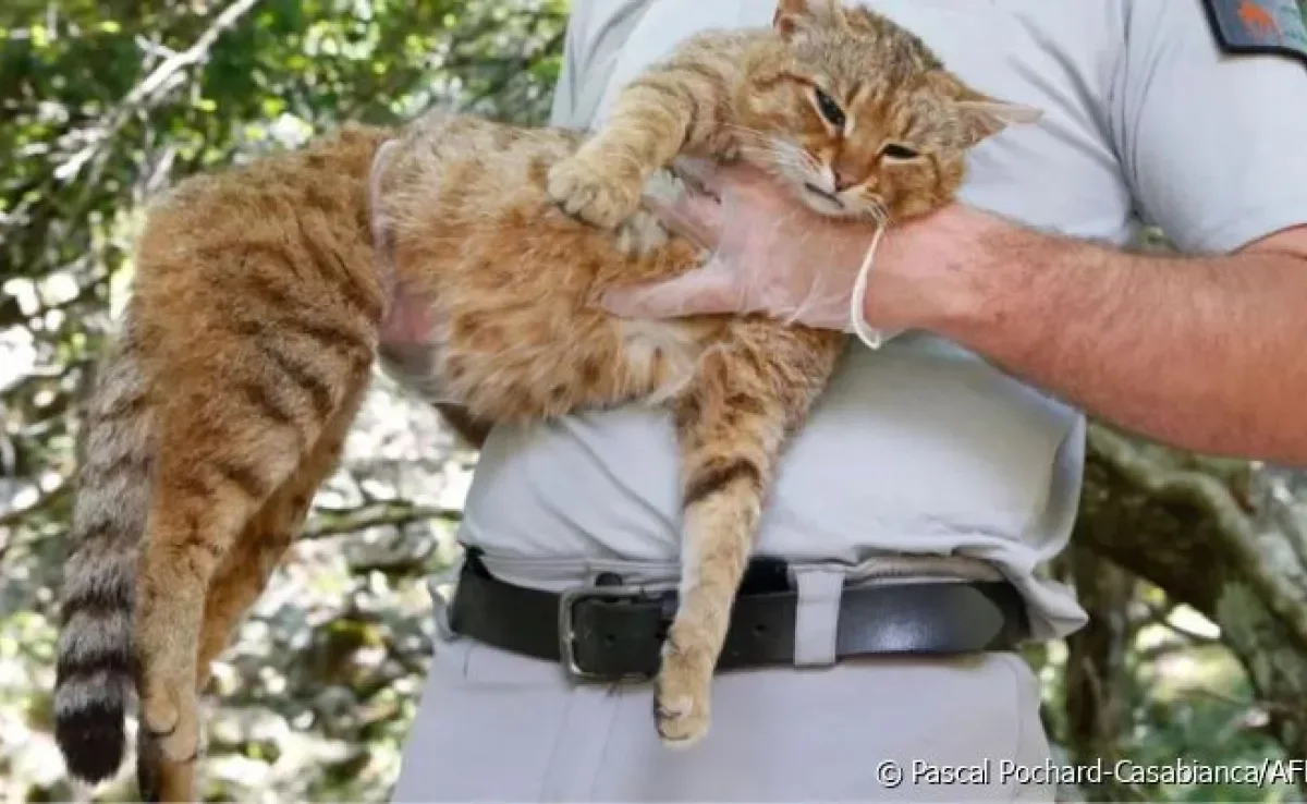 O gato raposa é um felino misterioso que vive na Ilha de Córsega