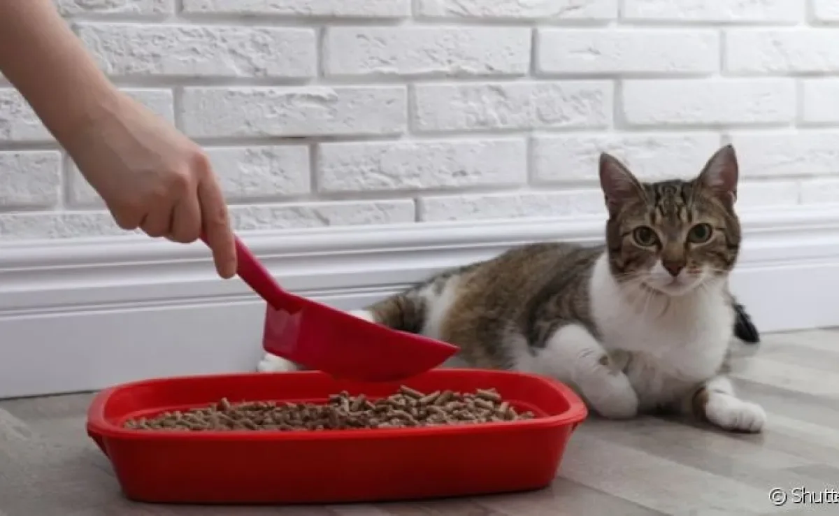  Um cocô de gato saudável tem coloração marrom e textura bem consistente 