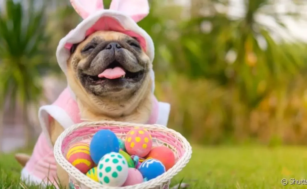 É possível preparar um ovo de páscoa para cachorro com ingrediente liberado