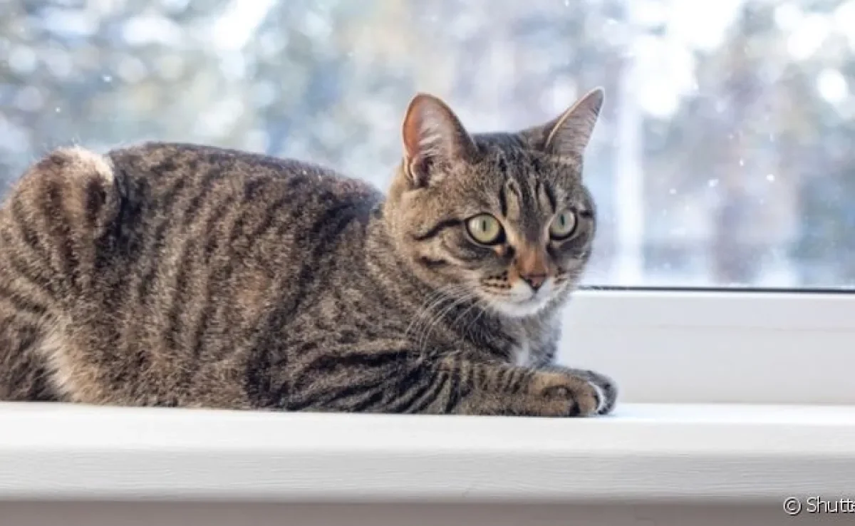 O gato malhado é dono de uma personalidade amorosa e cativante