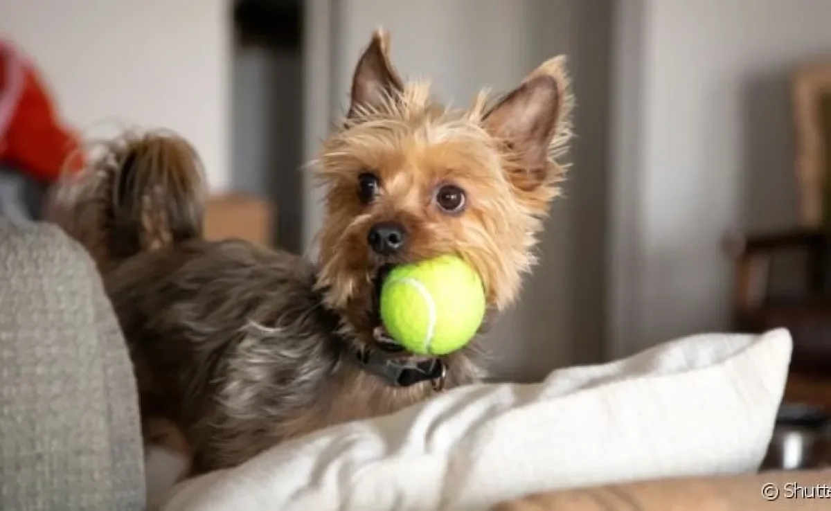 Bolinha de cachorro: cães costumam levar o brinquedo para o tutor por diferentes razões