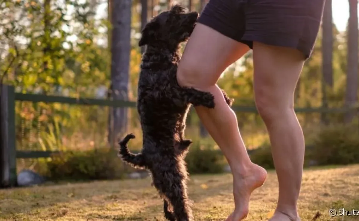 O cachorro montando na perna do dono ou das visitas pode ter várias explicações