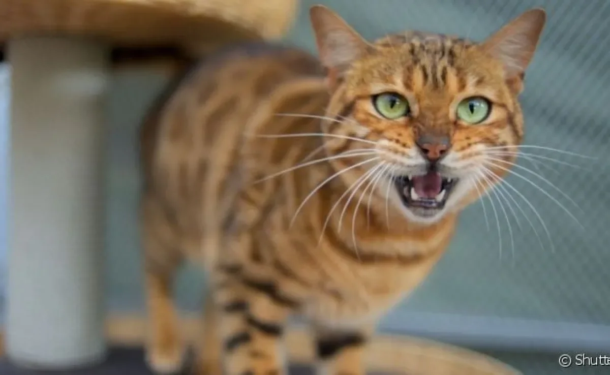O gato miando de madrugada pode indicar que está incomodado com alguma coisa