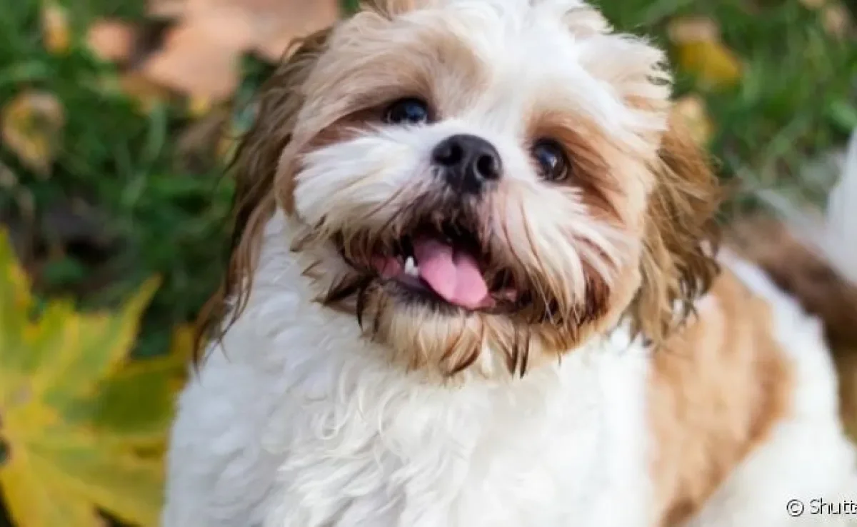 Cachorro menos inteligente: veja o ranking de inteligência desenvolvido por Stanley Coren