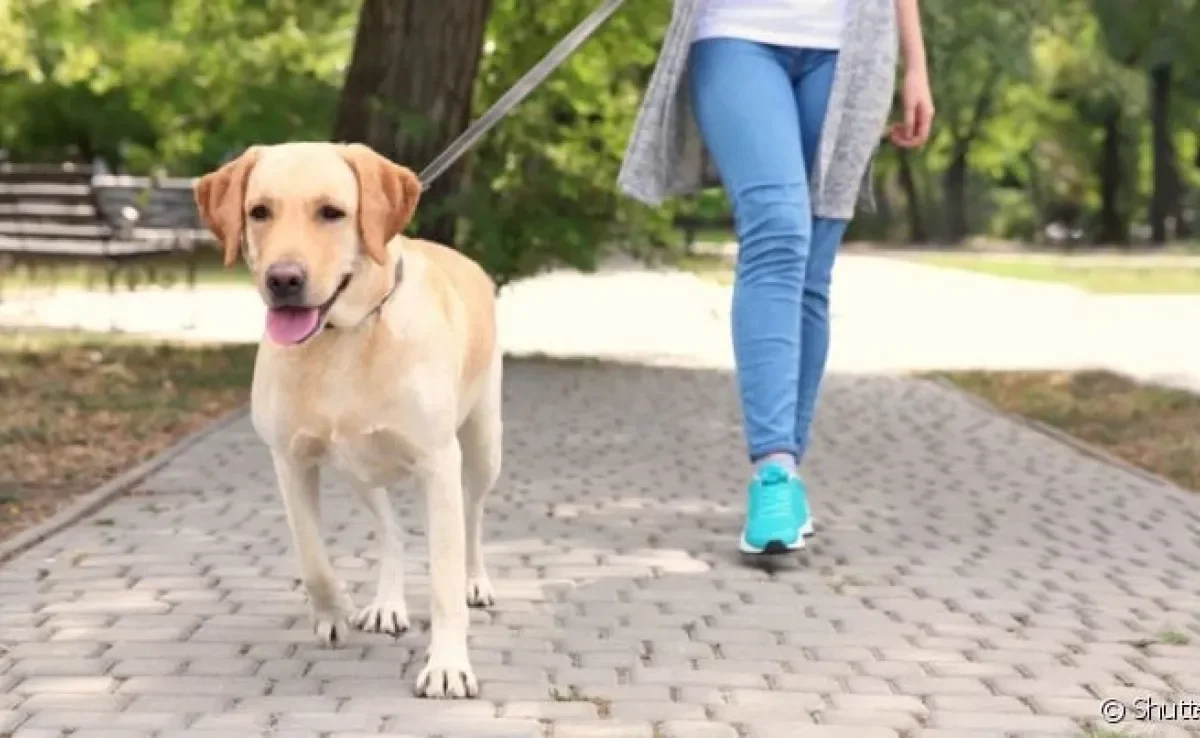 A coleira para cachorro e a guia são acessórios que não podem ser deixados de lado