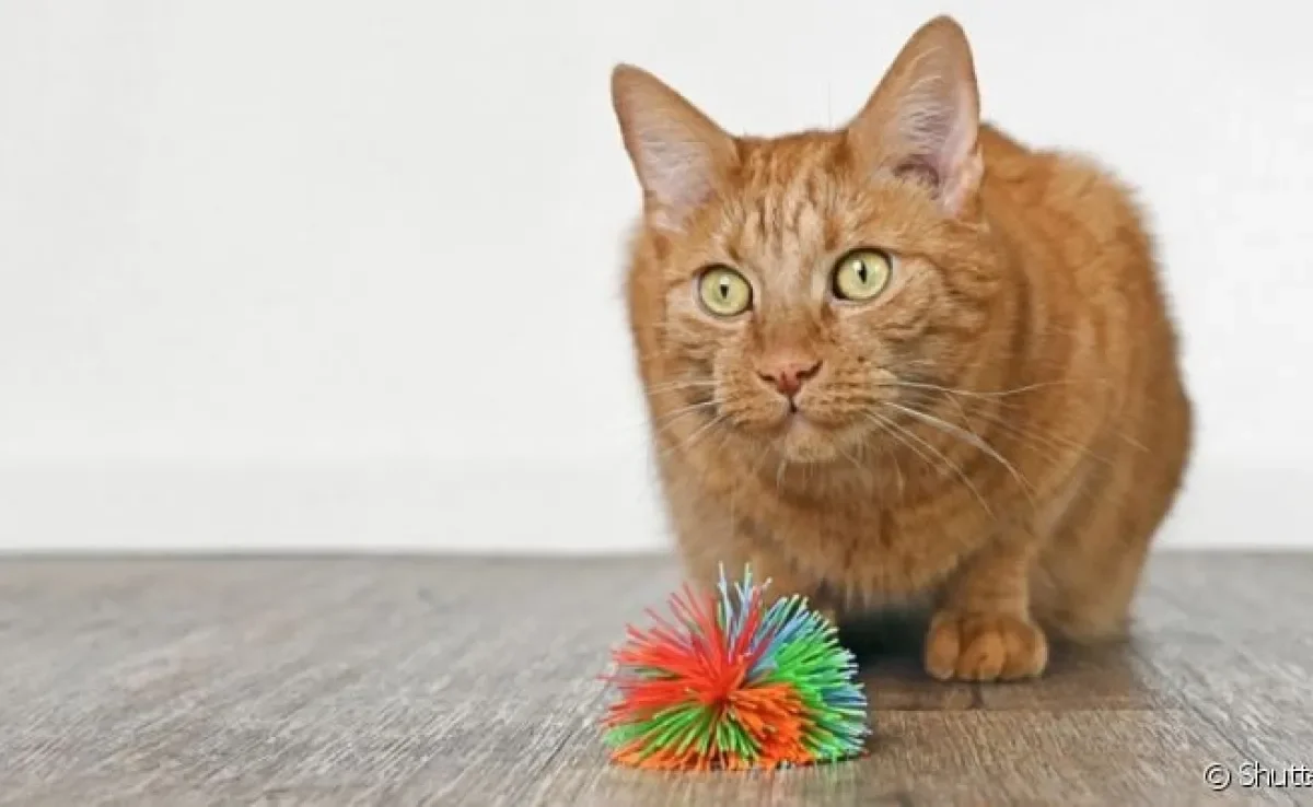  "Quem não tem cão caça com gato": felinos mostram que também podem agir como o melhor amigo do homem 