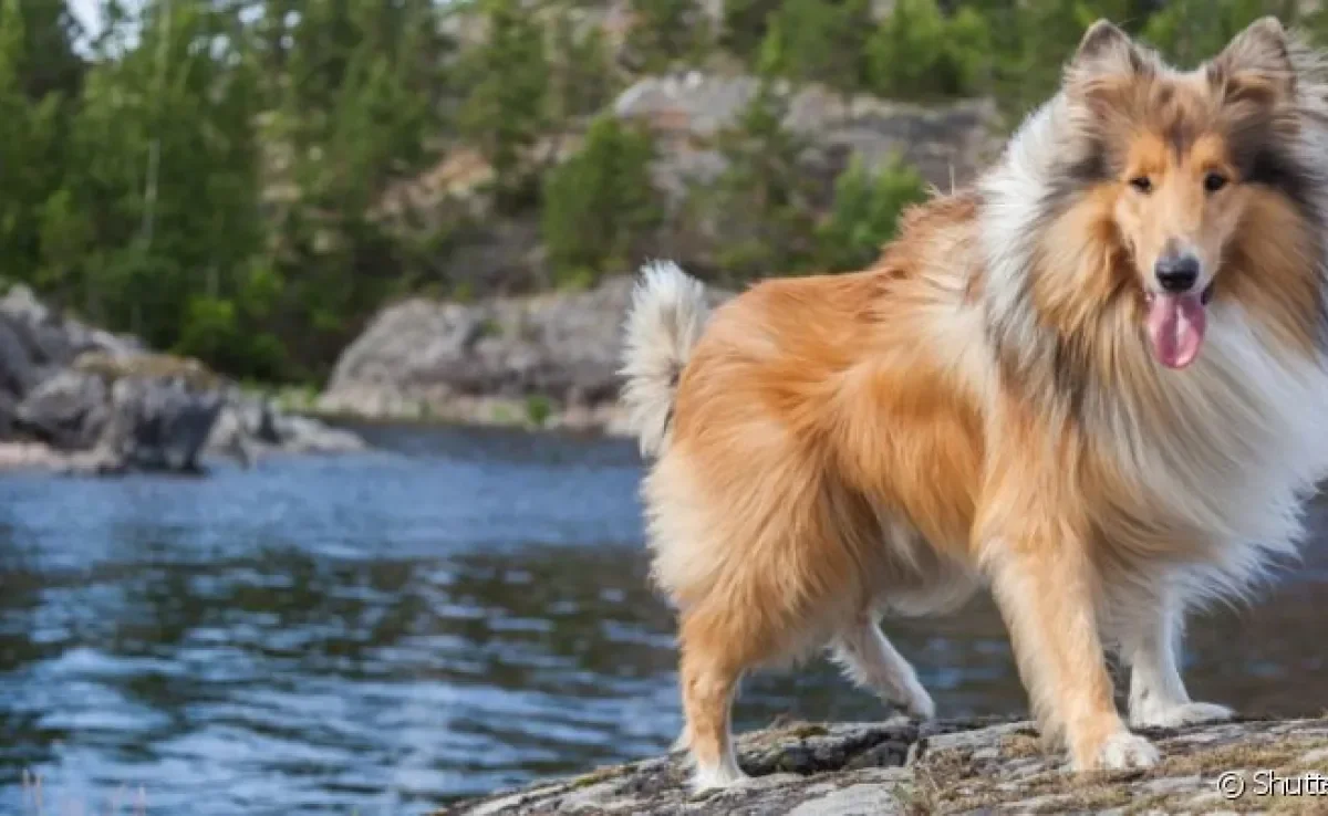 O Rough Collie é uma variação do cachorro Collie que possui pelos longos