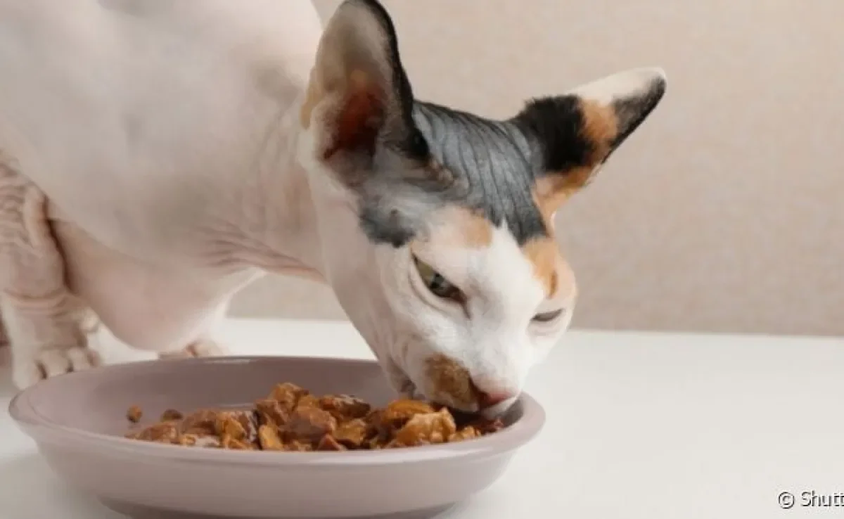 O sachê para gatos estimula a hidratação felina e contém vários nutrientes