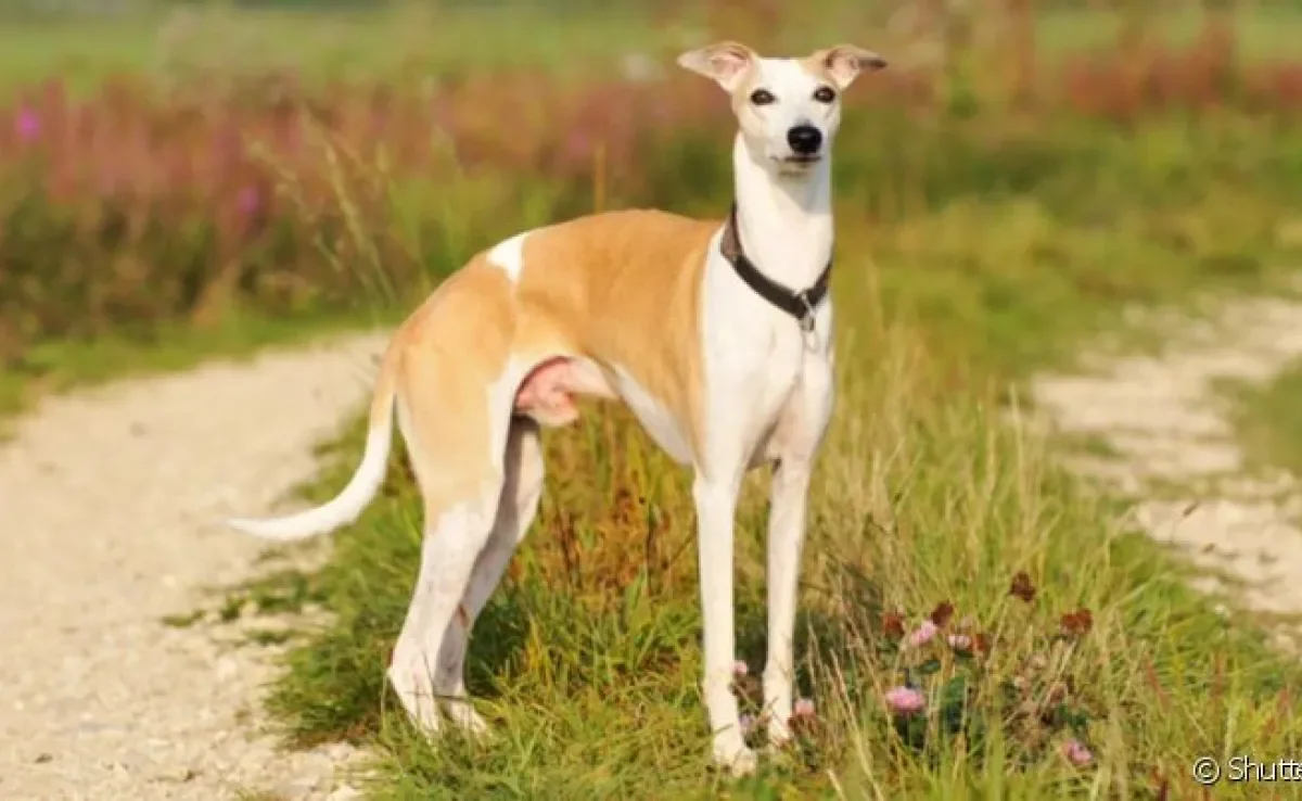 O Whippet é um cachorro de caça que faz parte do grupo Hound