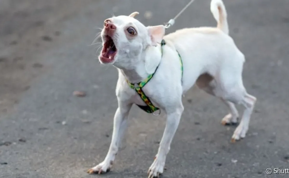 Por que o cachorro fica bravo de repente: comportamentos do tutor podem refletir no pet