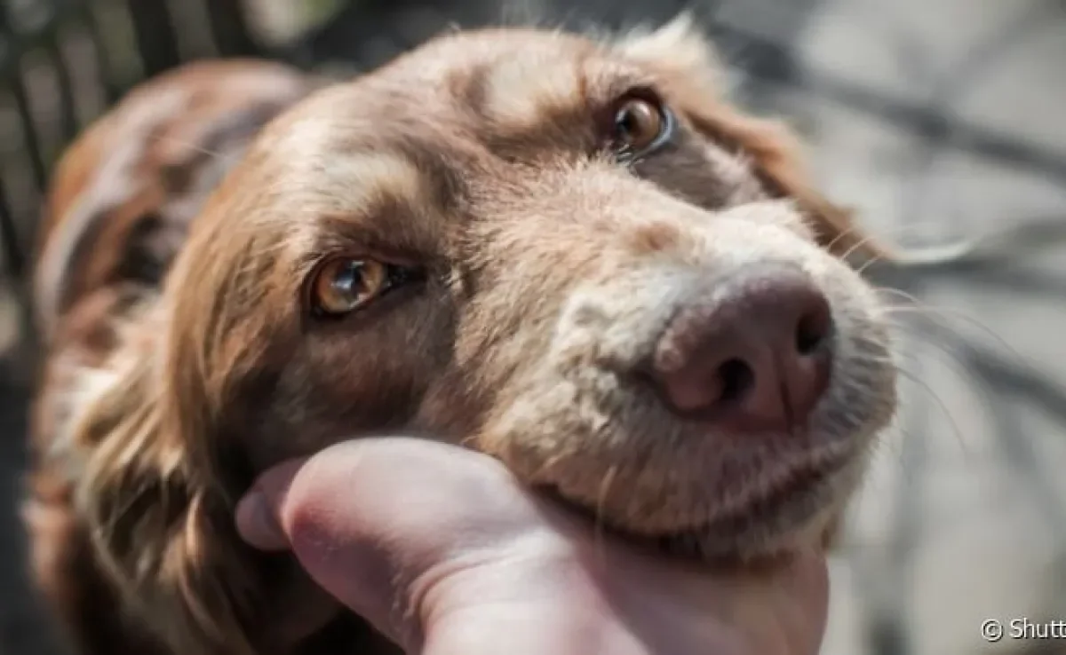 O amor de cachorro se manifesta de diferentes formas, basta saber interpretar os sinais