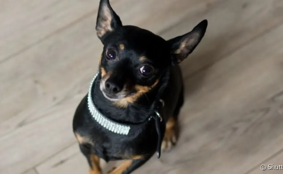  O Pinscher é o rei da tremedeira, mas nem sempre isso é sinônimo de bravura