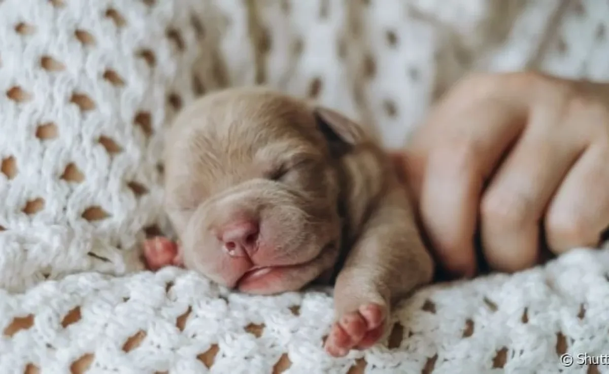 O cachorro recém-nascido precisa de uma série de cuidados com a higiene, alimentação e o ambiente