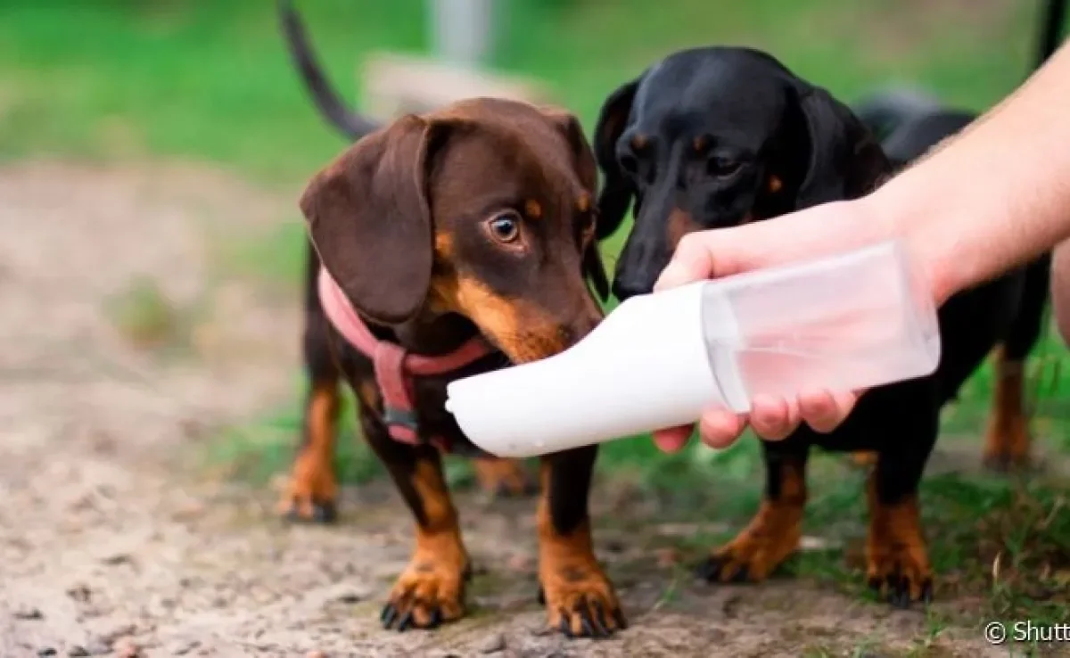 O bebedouro para cachorro portátil pode ser transportado para qualquer lugar e é ótimo para os passeios