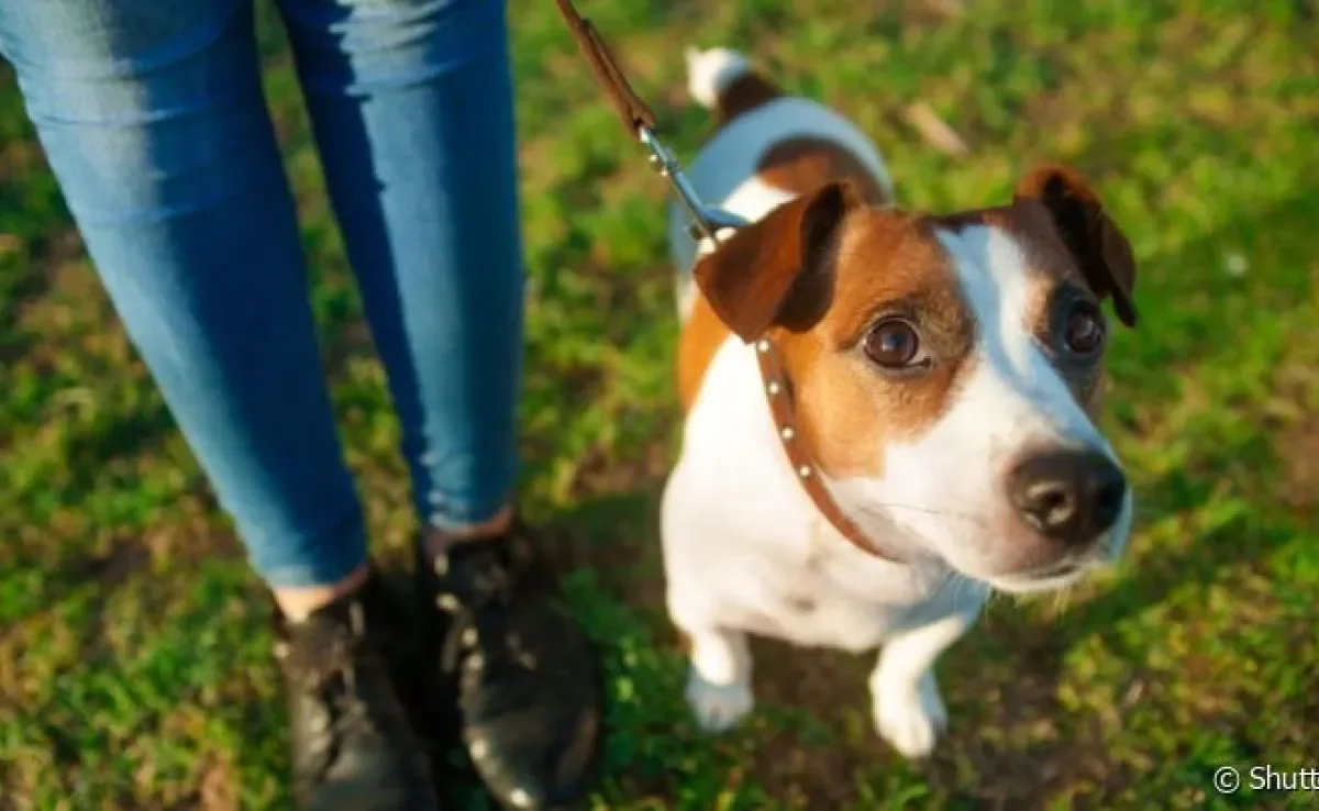  Andar na rua com cachorro ansioso pode ser um grande desafio 