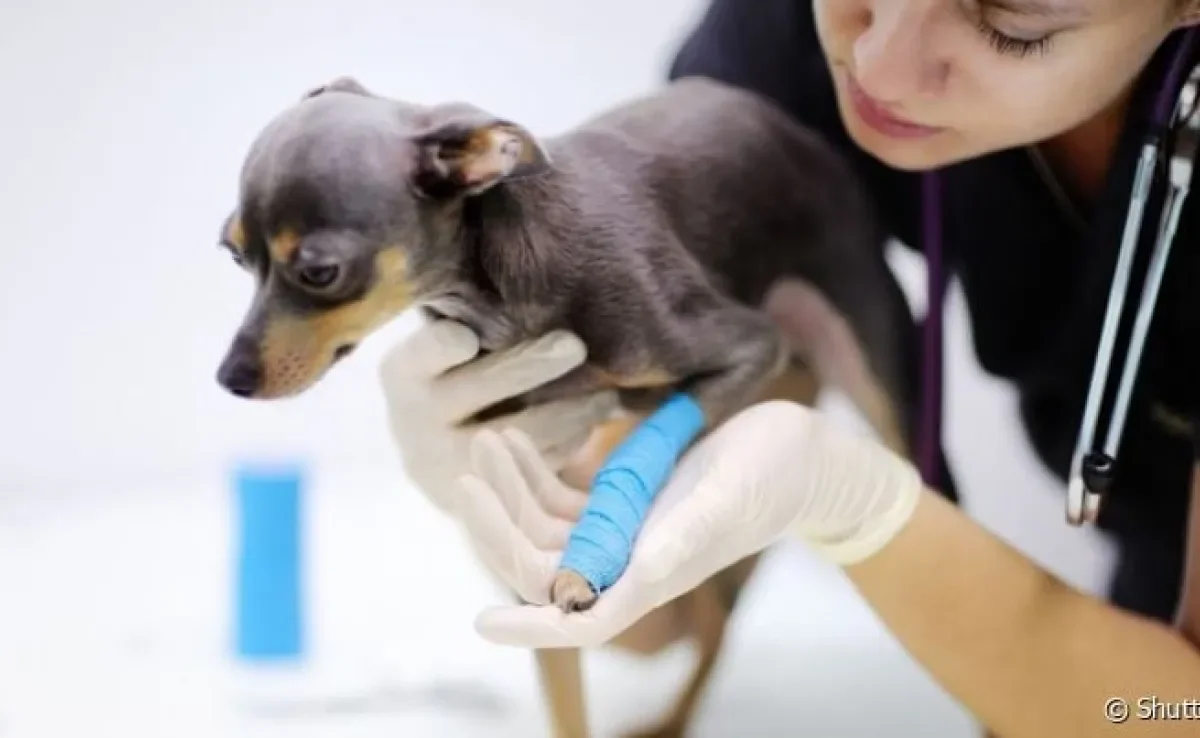 Para a pata de cachorro quebrada voltar ao normal, é preciso realizar terapias de reabilitação