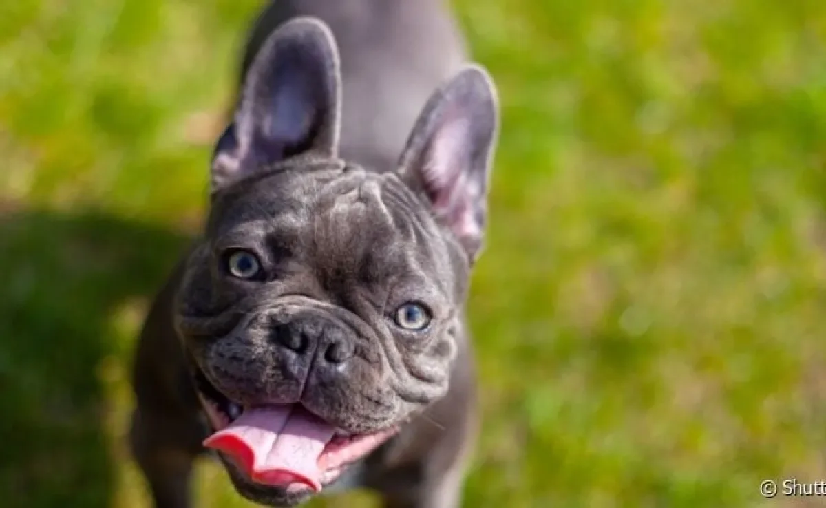 Cachorro com orelha em pé nem sempre é sinal de alerta e algumas raças já nascem com essa característica