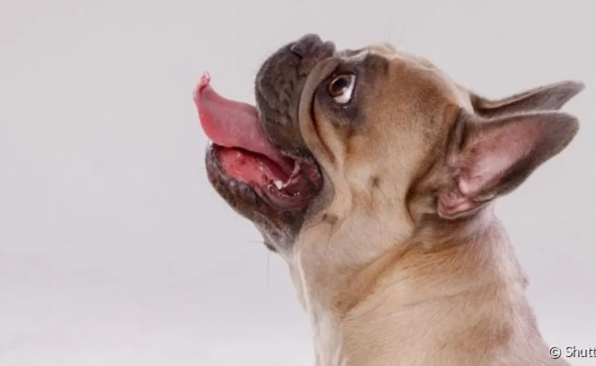 O cachorro lambendo parede é um comportamento que merece a atenção do tutor